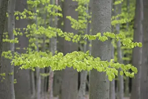 New leaves on European beech (Fagus sylvatica)