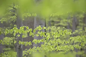 New leaves on European beech (Fagus sylvatica)
