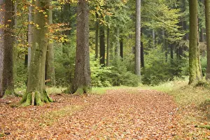 A new little trail goning through the forest in autumn