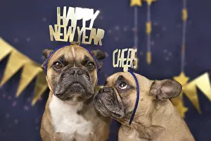 New Years Eve dogs