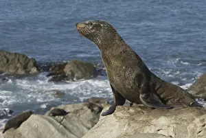 New Zealand Fur Seal (Arctocephalus forsteri)