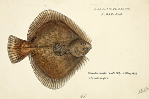 New Zealand sand flounder, Rhombosolea plebeia, New Zealand sand flounder, fish, reproduction of an original, by Frank Edward Clarke (b. 1849, d. 1899), ichthyologist and scientific draughtsman