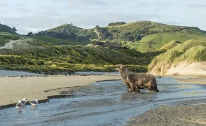 New Zealand sea lion (Phocarctos hookeri)