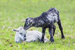 Two newborn black and white lambs together in green pasture during spring season