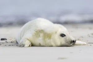 Newborn gray seal (Halichoerus grypus) lying on the beach