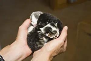 Three newborn kittens in woman's hand<br> Three newborn kittens in woman's hand