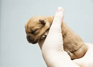Newborn puppy Norfolk terrier in the caring female hands