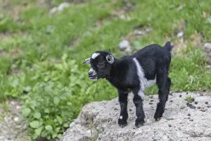One newborn Pygmy goat, Capra hircus