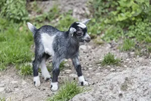 One newborn Pygmy goat, Capra hircus