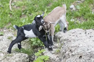 Two newborn Pygmy goat, Capra hircus