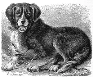 Newfoundland dog (Canis familiaris) extrarius terrae novae