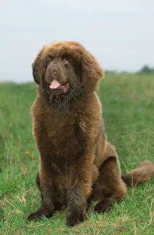 Newfoundland dog, puppy