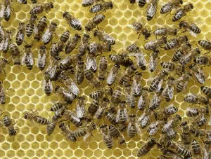 Newly developed honeycomb with worker bees (Apis mellifera var)