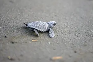 Newly hatched olive ridley sea turtle (Lepidochelys olivacea) crawls over sand towards the sea
