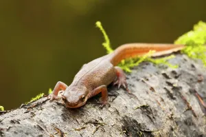 Newt, newts Striped newt, newts