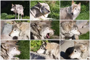 Nice close up portraits of gray wolf