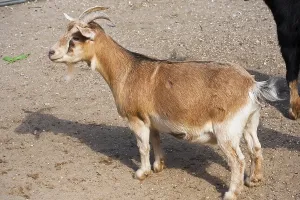 Nice close-up portrait of cute baby goat