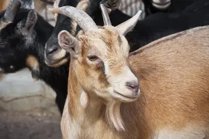 Nice close-up portrait of cute baby goat