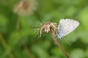 Nice dotted butterfly on a brown stem of flower