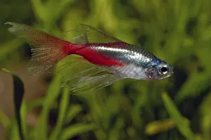 Nice longfin neontetra in the aquarium