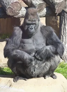 Nice photo of black African gorilla in zoo