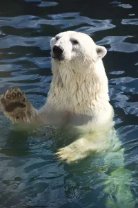 Nice photo of cute white polar bear