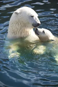 Nice photo of cute white polar bear