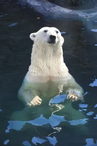 Nice photo of cute white polar bear