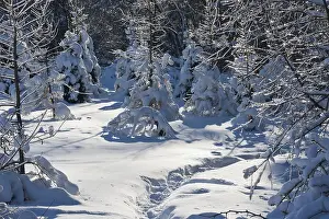 Nice photo of winter forest covered by white snow