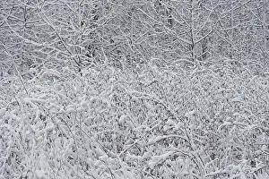 Nice photo of winter forest covered by white snow