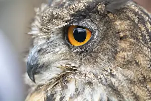 Nice portrait owl with orange eyes