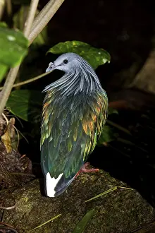 NICOBAR nicobar pigeon (caloenas nicobarica)
