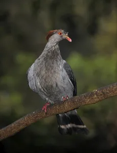Nicobar Pigeon (Caloenas nicobarica)