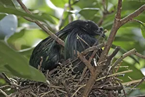 Nicobar Pigeon (Caloenas nicobarica)