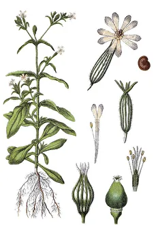 Night-flowering Catchfly (Silene noctiflora)