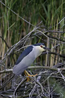 Night heron, Nicticoras nicticoras