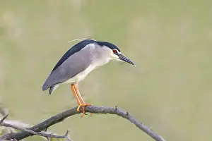 Night heron (Nycticorax nycticorax)