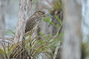 Night heron (Nycticorax nycticorax)