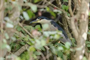 Night heron (Nycticorax nycticorax)