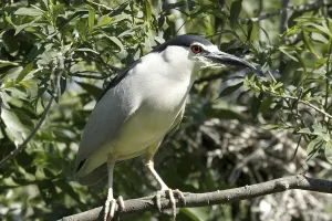 Night heron (Nycticorax nycticorax)