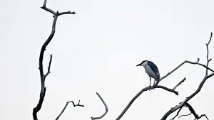 Night heron (Nycticorax nycticorax) on a bare branch