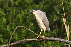 Night Heron (Nycticorax nycticorax) perched on a branch