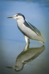 Night Heron reflecting in a pond