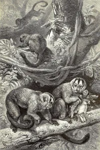 Night monkeys, Aotus, Aotidae, a primate genus and family from the New World monkey group