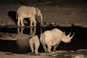 Night photograph, black rhino (Diceros bicornis) with young