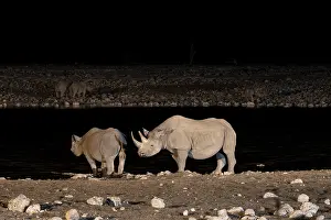 Night photograph, black rhino (Diceros bicornis) with young