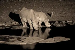Night shot, black rhino (Diceros bicornis)