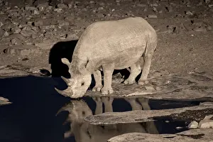 Night shot, black rhino (Diceros bicornis)