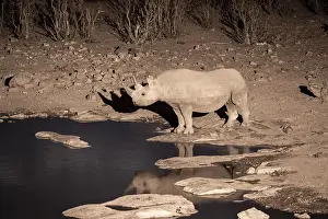 Night shot, black rhino (Diceros bicornis)