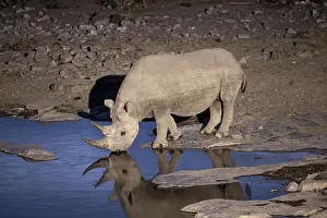 Night shot, black rhino (Diceros bicornis)